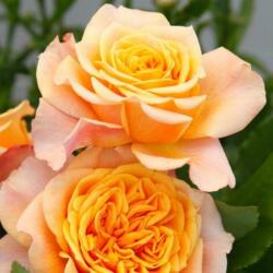 Rosa La Villa Cotta ® cserepes rózsa