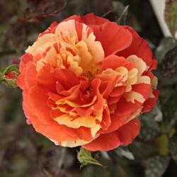  Rosa Papagena cserepes rózsa