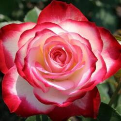 Rosa Jubile Du Prince De Monaco® cserepes rózsa