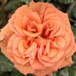  Rosa Bentheimer Gold ® cserepes rózsa