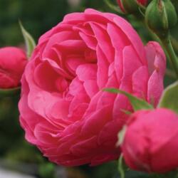 Rosa Pomponella® cserepes rózsa