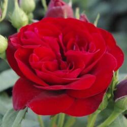  Rosa Dalli Dalli® cserepes rózsa
