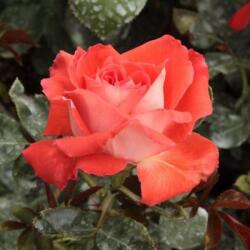  Rosa Scherzo cserepes rózsa