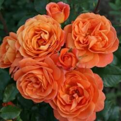 Rosa Phoenix® cserepes rózsa