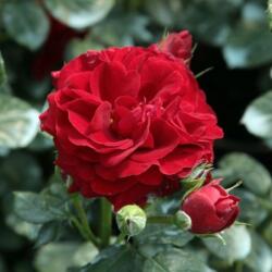 Rosa Grand Palace® cserepes rózsa
