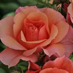  Rosa Aprikola® cserepes rózsa
