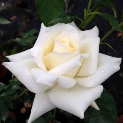 Rosa Champagner ® cserepes rózsa