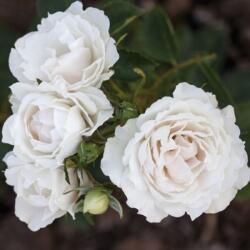  Rosa Creme Chantilly® cserepes rózsa