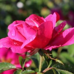  Rosa Gartenfreund® cserepes rózsa