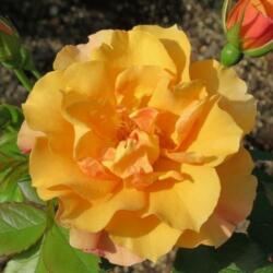  Rosa Tequila® II cserepes rózsa
