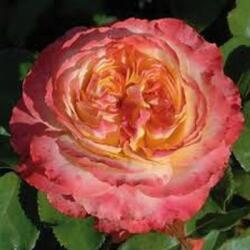 Rosa Ros'Odile cserepes rózsa