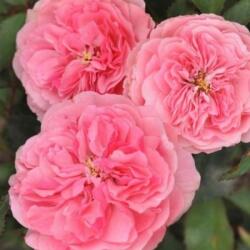  Rosa Allure cserepes rózsa