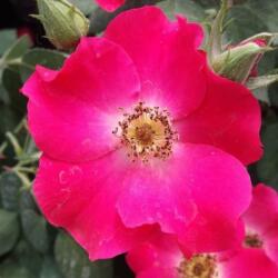  Rosa Buisman's Glory cserepes rózsa
