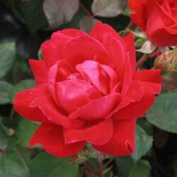 Rosa Double Knock Out® cserepes rózsa