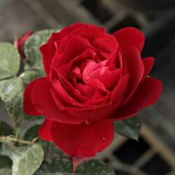  Rosa Look Good Feel Better cserepes rózsa