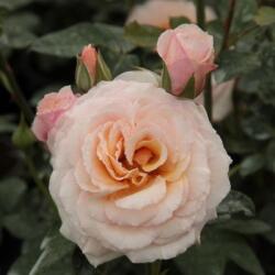  Rosa Pacific cserepes rózsa