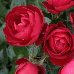  Rosa Milano® cserepes rózsa