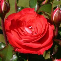 Rosa Planten un Blomen® cserepes rózsa