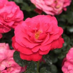  Rosa Dauphine cserepes rózsa