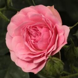  Rosa Ingrid Stenzig cserepes rózsa