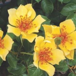 Rosa Ducat cserepes rózsa