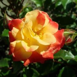  Rosa Firebird ® cserepes rózsa