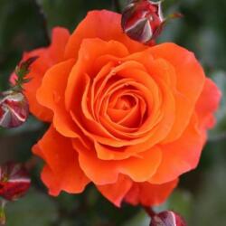  Rosa For You With Love cserepes rózsa