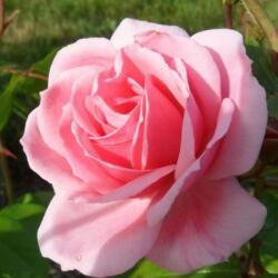 Rosa Milrose cserepes rózsa