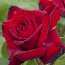  Rosa Niccolo Paganini ® cserepes rózsa