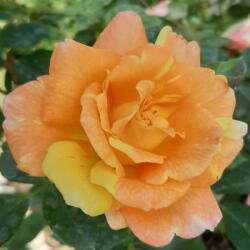  Rosa Vizantina cserepes rózsa