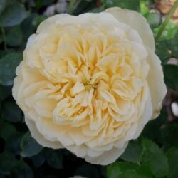 Rosa Lemon cserepes rózsa