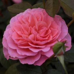 Rosa First Edition cserepes rózsa