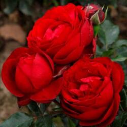  Rosa Till Eulenspiegel ® cserepes rózsa