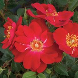  Rosa Amulet cserepes rózsa