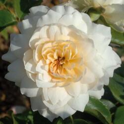 Rosa Nadine Xella-Ricci cserepes rózsa