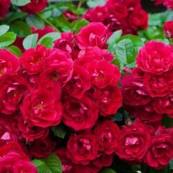 Rosa Fairy Dance cserepes rózsa