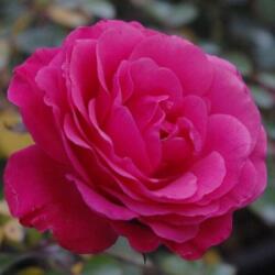  Rosa Tom Tom cserepes rózsa