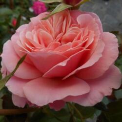  Rosa Botticelli ® cserepes rózsa