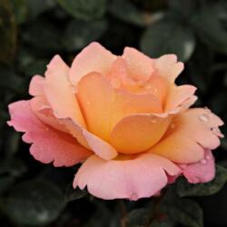 Rosa Animo cserepes rózsa