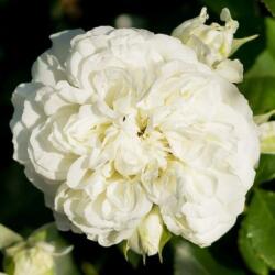  Rosa Blanc Meillandecor® cserepes rózsa