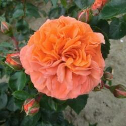  Rosa Orangerie ® cserepes rózsa