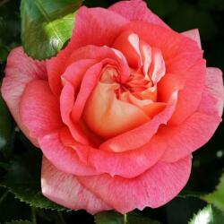  Rosa Sommersonne® cserepes rózsa