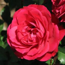 Rosa Mona Lisa® cserepes rózsa