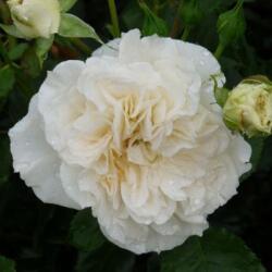  Rosa Petticoat® cserepes rózsa