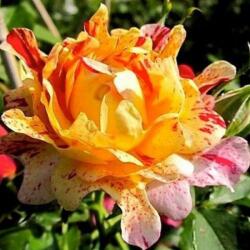 Rosa Nimet cserepes rózsa