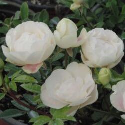  Rosa Snövit cserepes rózsa