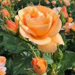  Rosa Portoro cserepes rózsa