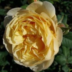  Rosa Olivera cserepes rózsa