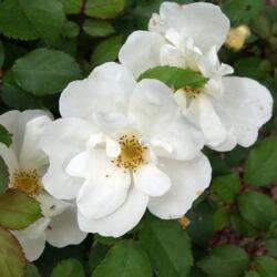  Rosa White Knock Out® cserepes rózsa