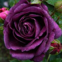  Rosa Minerva cserepes rózsa